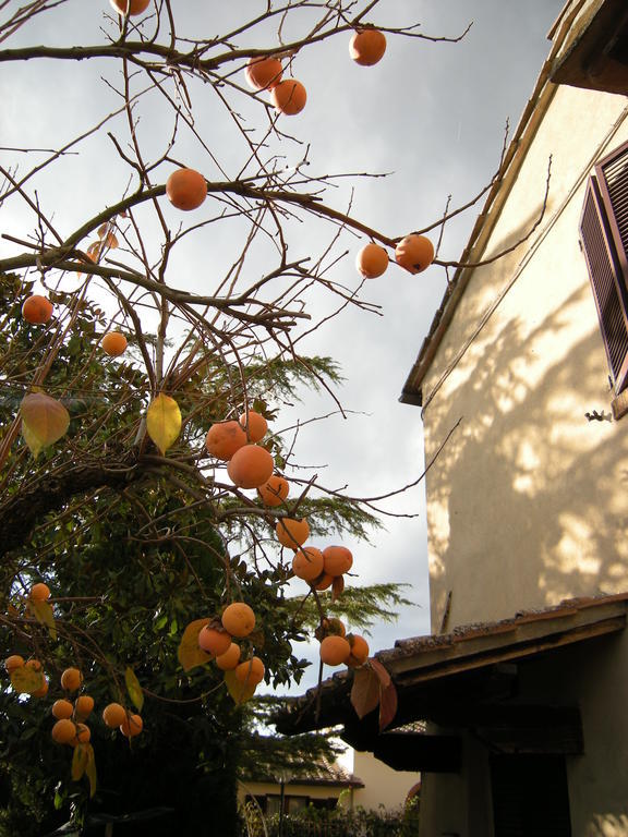 Agriturismo Il Colle Siena Zimmer foto